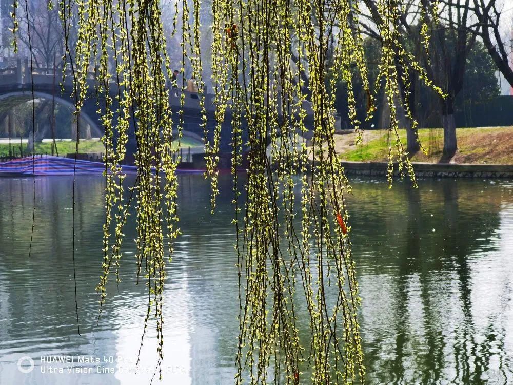 老年|春暖花开!阜城第一波春色来啦~