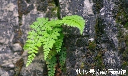 野草|农村这种常见的野草，有很好的清热解毒和止血的功效，见到要珍惜
