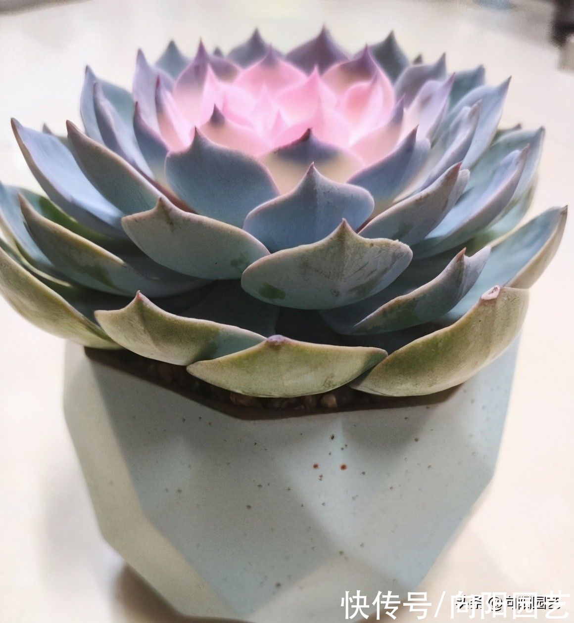 3大类多肉不好养，一定要分清楚，不要去买它们，徒有其表