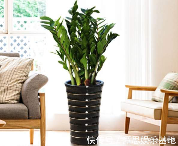 浇水|5种“旺财花”，建议客厅养一盆，净化空气，格调高雅上档次