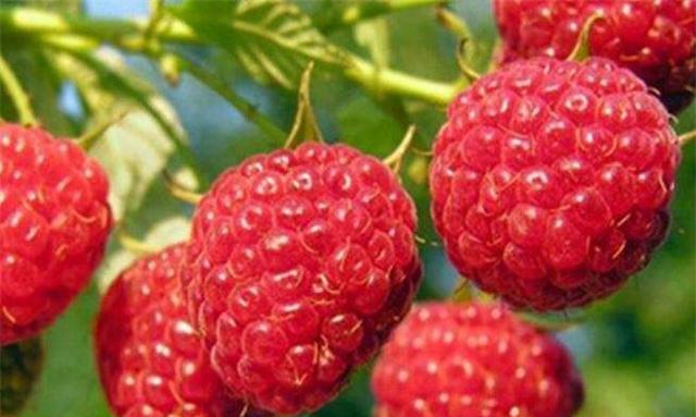 排毒|人到中年常吃3种食物，养肝补血，排毒清肠，提高身体抵抗力！