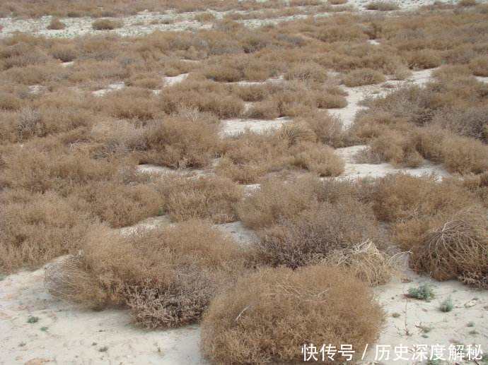 身体健康|兰州拉面劲道好吃,原来是放了蓬灰,经常吃会影响身体健康吗?