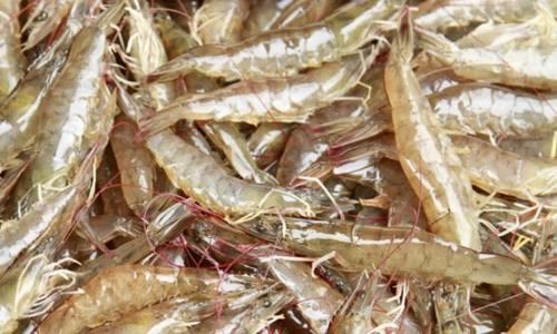 活虾|保存大虾,直接冷冻是大错渔民教你1招,1年不坏,和鲜虾一样鲜