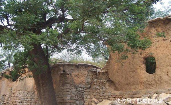 俗语“门前有三树,家兴富三代”,是指哪三树?难怪有钱人都种!