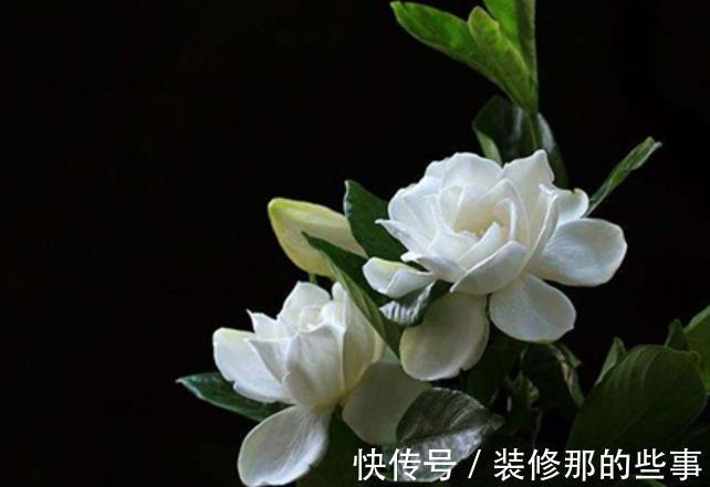 绕道|5种漂亮花,南方随便养开满枝,北方朋友请绕道,易黄叶长不好