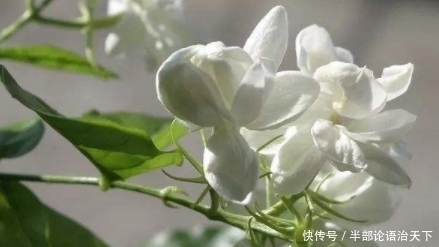  叶片|3种爱“喝醋”的花，30天能吃一斤，叶片青翠，开花旺，长得飞快