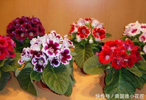 一大|这些神奇的花,掐个叶片就发芽,眨眼就是一大盆,开花特漂亮