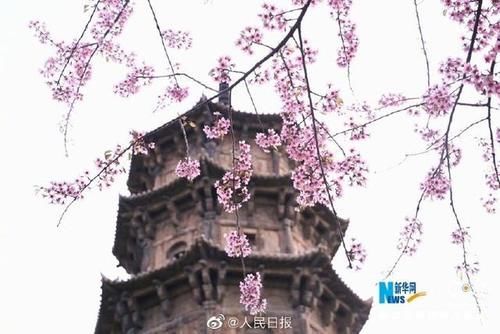 春已至！福建泉州樱花盛开