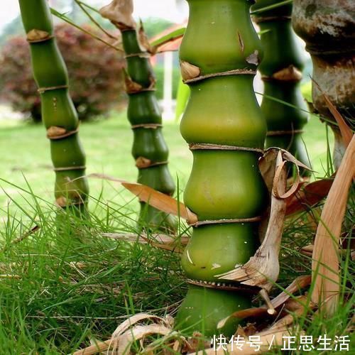 佛竹|这“竹子”这么大个肚子,可谓“宰相”,好看旺财,能养20年