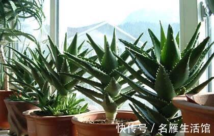 悬念|芦荟年年“满小崽”，到底怎么养，做好4点，爆盆毫无悬念