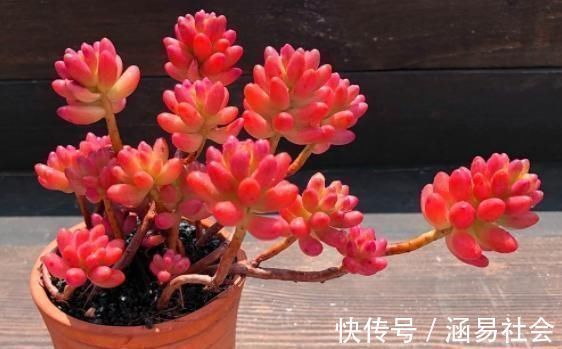 虹之玉|3种多肉,天热少浇水,养护成“老桩”,欣赏价值高