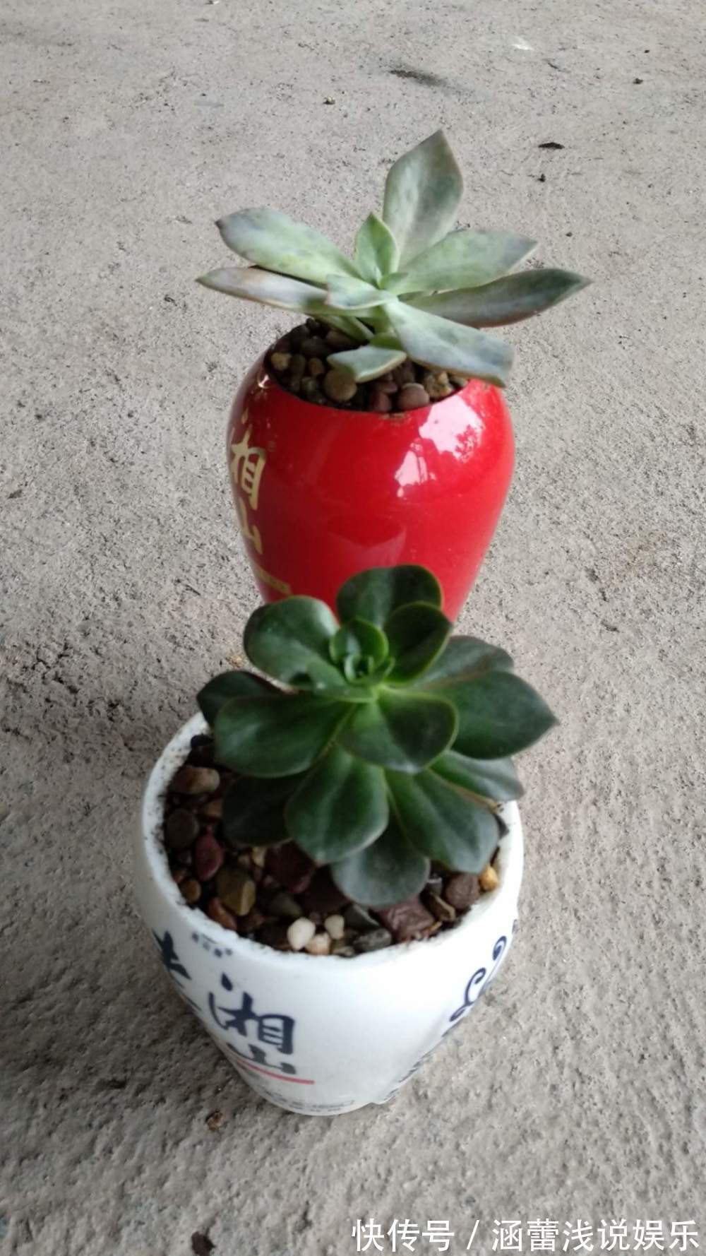 用废弃酒瓶，自己制作花盆，还不用切割机，再也不花钱买花盆了