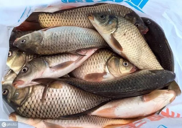 钓鱼5个小窍门,让你的空杆率降低45%以上,渔获爆护!