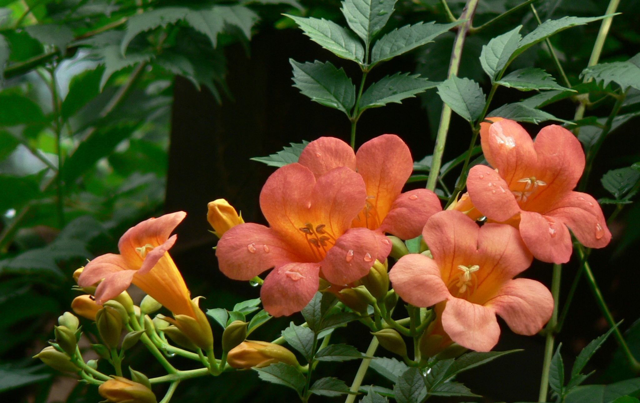 藤之王|四月养花选它,爬藤之王凌霄花,养一盆开成花瀑布,值得拥有