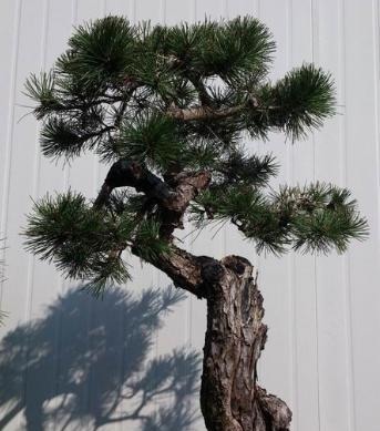 富贵人家爱摆“6种花”,不仅外形美,还越养越值钱,再贵也要买!