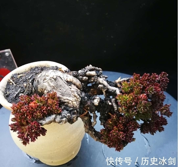 盆景|花艺市场盆景欣赏,横生直展,临水而生,大自然就是最好的老师