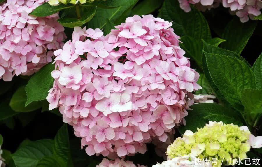 小苗|绣球花的养护重点,注意这些点,也不是很难养