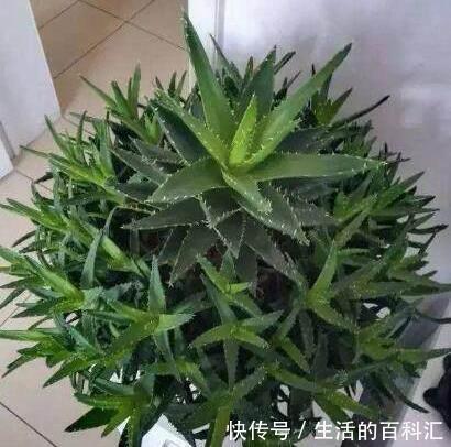 芦荟|这四种绿植，十天半个月可以不浇水，爆芽、疯长到盆都装不下！