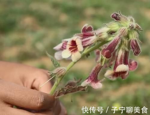 农村|农村一种滋养肝肾的药材，妹子挖出根部直接吃，味道清甜如萝卜