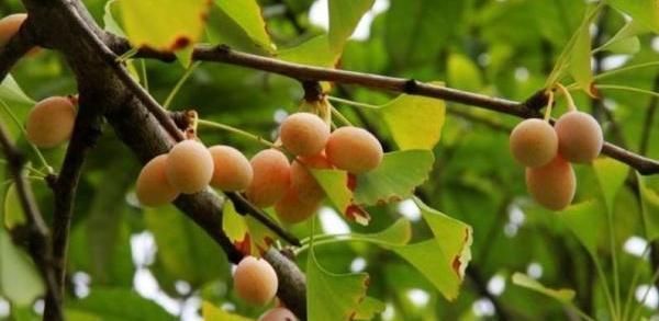 银杏树|养“银杏树”不用买,1粒“果核”埋土里,30天发芽,快速成盆景