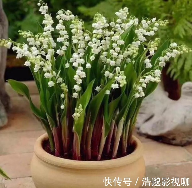 风铃|铃兰开花少牢记3个“小妙招”,花多爆盆,枝头开满“小风铃”