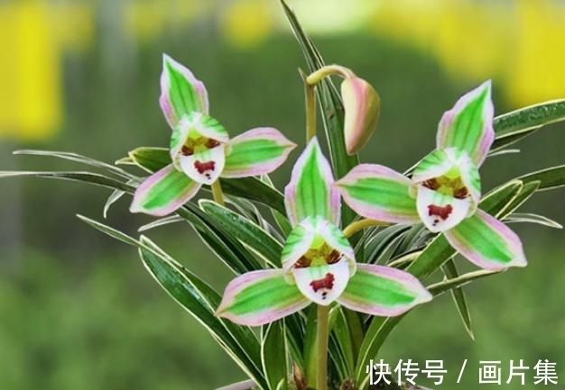 帝王妃|兰花珍品—矮种帝王妃,开花稳定,花香芬芳,文赏也可,武赏也行