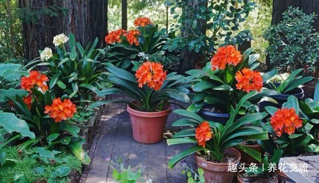 土壤|君子兰养成室内盆栽保持每年花开的技巧,让叶子更有亮泽