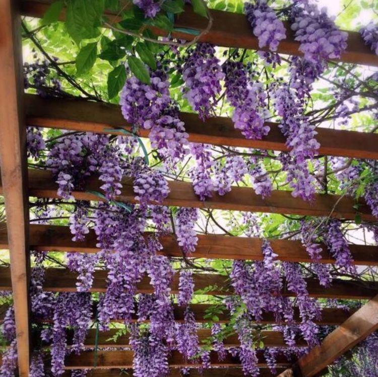 家里适合养在阳台的花卉，全年开花不断，花开美观大气