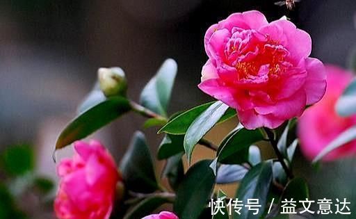 火焰石|茶花有“三怕”，避开不烂根黄叶，“野劲”足冒新芽，砰砰爆出花