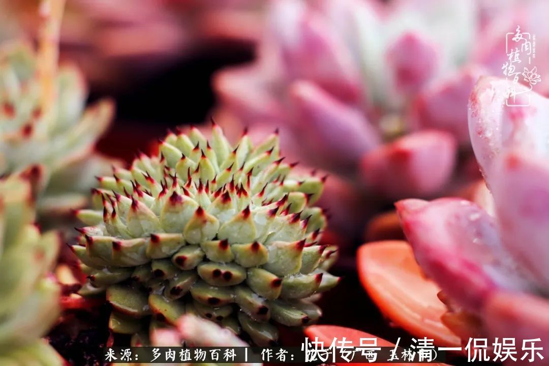 为了爱情|为了爱情来到陌生城市,偶遇多肉,地老天荒的爱恋!