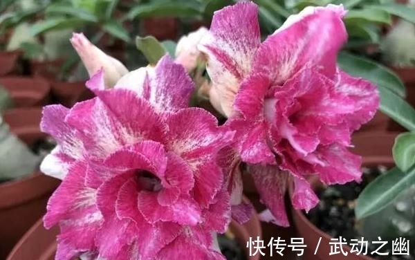 懒人养花,首选沙漠玫瑰盆栽,耐旱好养,开花美!