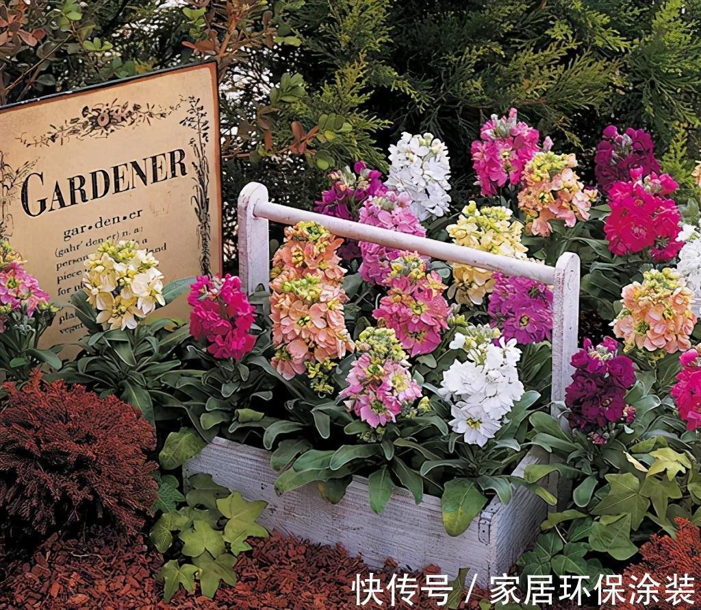 植株|此种耐冻花,自带体香,外面天寒地冻,家里开花香气满屋