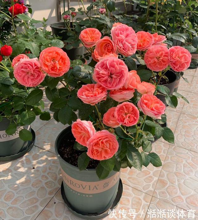 6种“硬气花”，冬天赶紧“扔出去”，冻一冻才壮，开花更劲爆