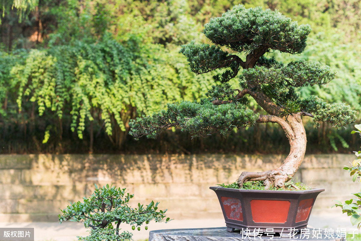遮盖物|60后盆景大师的忠告,不能进的10个误区,踩中1个,白干1年