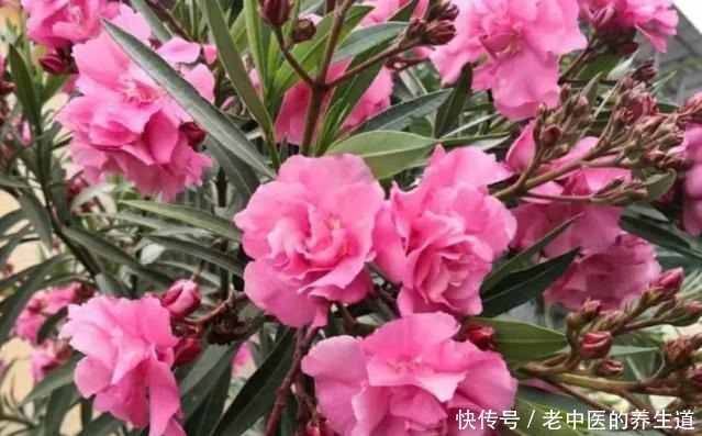 5种“有毒”花，室内不宜养，家里有的要注意，看看你家有吗！