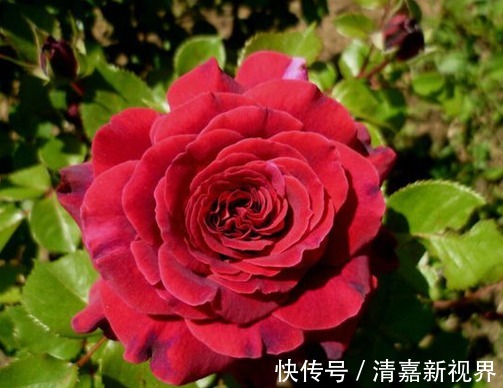 喜欢菊花，不如养盆“月季珍品”伊芙红宝石，闪耀明亮，香味浓郁