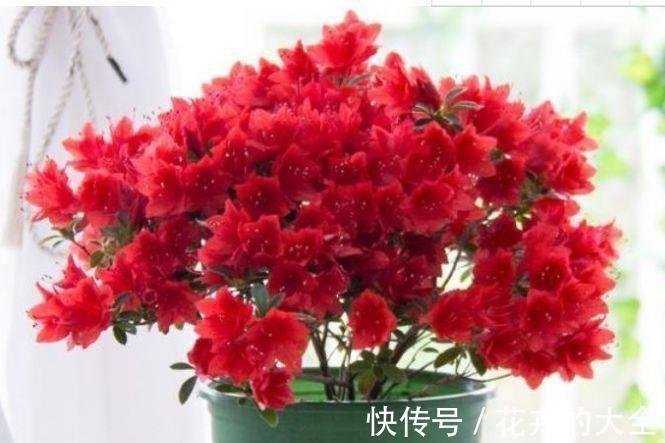 花中西施|农历8月7日起，养花试试这几款，花开美艳绝伦，阳台变花园