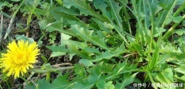 蒲公英|农村这个野草,人称它为蒲公英,还是珍贵的野菜