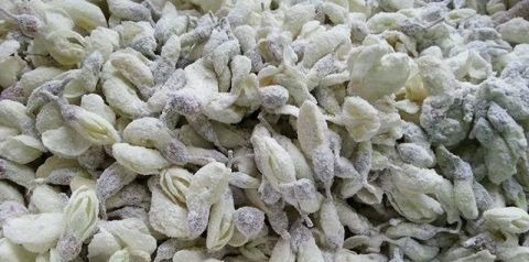 提取物|农村树上一串串白色的小花花,凉血止血,降低血压,城里人买着吃