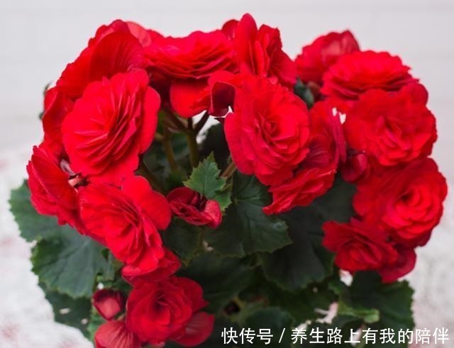 花卉|三种盆栽,花开一茬又一茬,便宜还好养,养一盆全年有花赏!