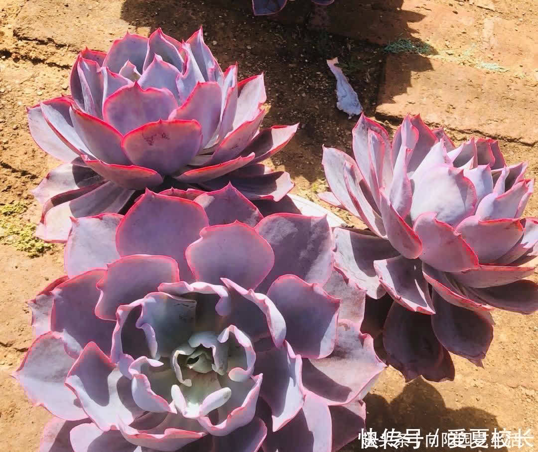 话圆明 玉玲珑馆 粉紫色 话圆明 玉玲珑馆 粉紫色