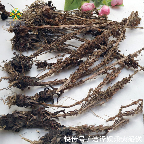 農(nóng)村這種野草,長(zhǎng)在屋頂俗稱(chēng)“太歲草”卻作用大,遇見(jiàn)了請(qǐng)多珍惜