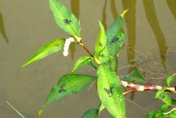 喂猪的4种野菜,如今成了养生菜,老人多吃更长寿!