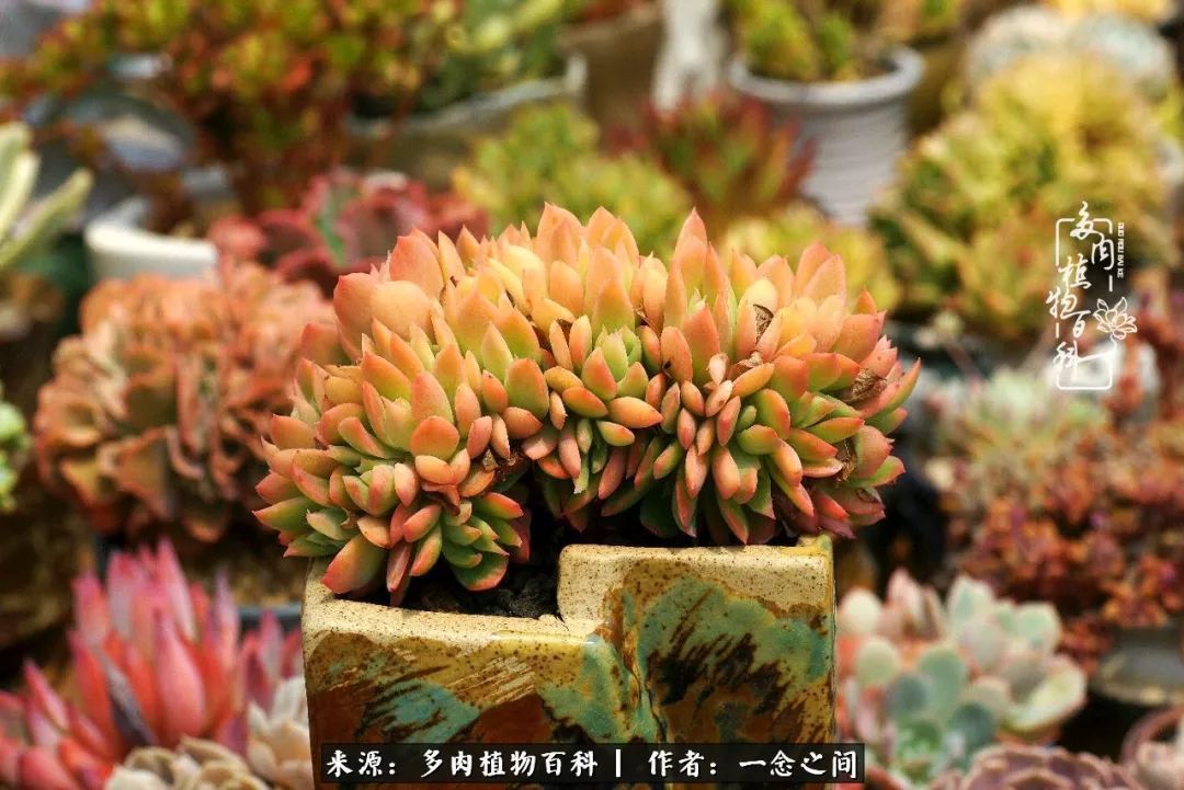 群友聊多肉没有最二只有更二,爆笑百科二群的二货二事!