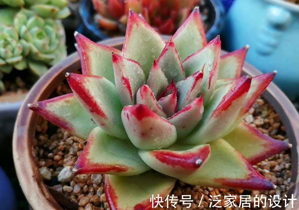 唐印|多肉秋天施点肥，既爆头又上色，但也有些多肉越施肥越丑