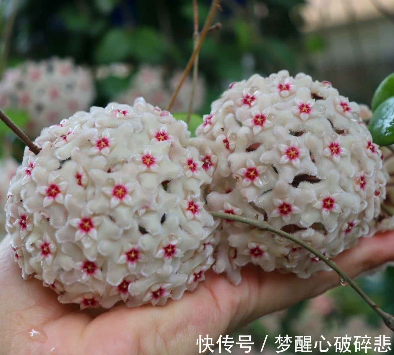 比蜜汁甜,比兰花香,家里养盆花,花球一串串,五彩斑斓像窗帘