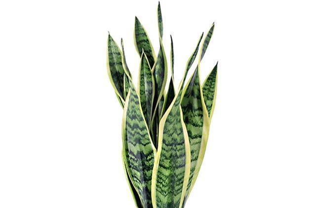 给虎皮兰和君子兰加点零食，比施肥长得好，常年长势茂盛