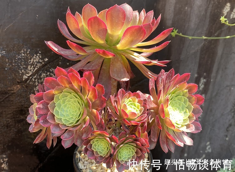 春夏之交带锦|春夏之交带锦的法师还可以露养吗？当然可以，不过要注意养护细节