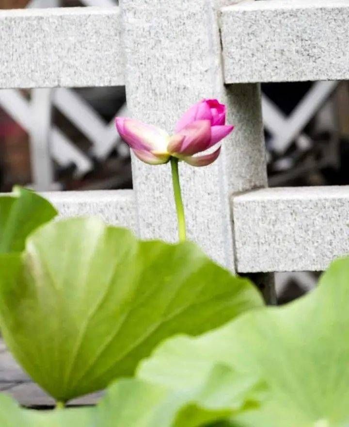 见者|见者好运＂莲莲＂哦~大明湖罕见并蒂莲雨中绽放，能保持4到5天