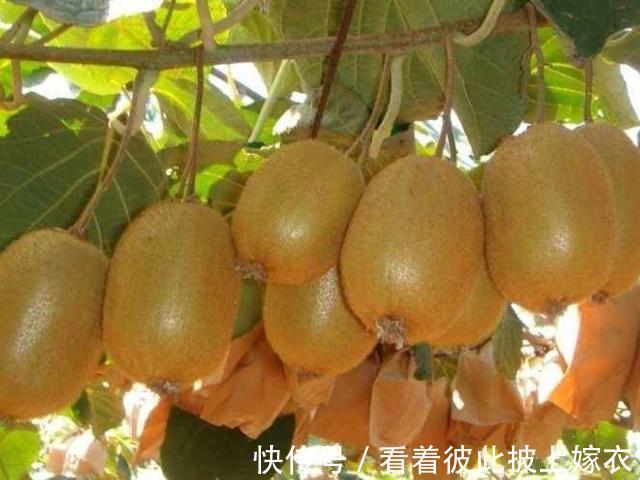 无花果|4种食物孕妈别舍不得吃,或许助你排出胎毒,预防胎儿黄疸!